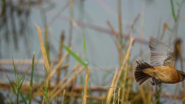 Female European Stonechat (Saxicola rubicola) taking flight followed by a flying European Robin in a wetland