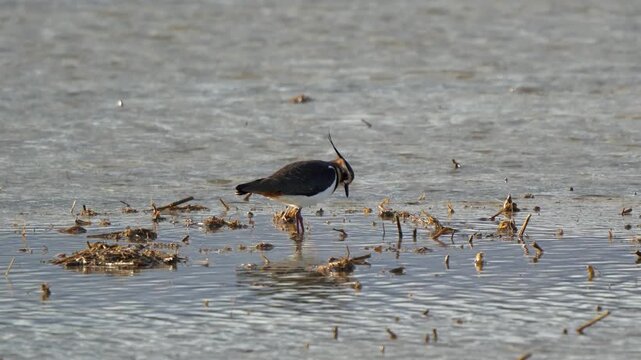 Northern Lapwing (Vanellus vanellus) foraging in a shallow flooded field
