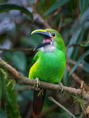 Fototapeta premium Southern Emerald-Toucanet Perched on Mossy Branch in Colombian Forest