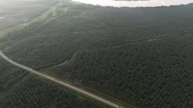 Palm plantation aerial view road