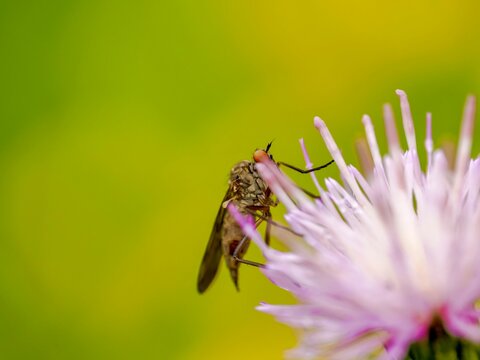 Empis Fly on a purple thistle flower with water droplets