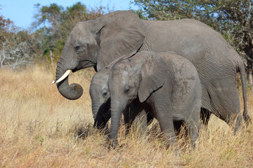 Fototapeta premium Afrikanischer Elefant / African elephant / Loxodonta africana