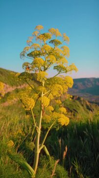 Yellow ferula communis plant in the Calabria region, surrounded by nature