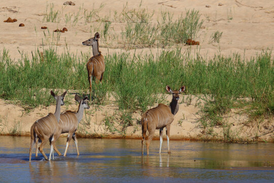 Gro&szlig;er Kudu / Greater kudu / Tragelaphus strepsiceros