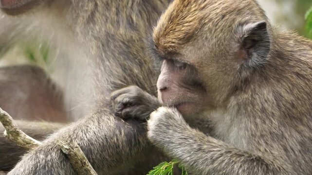 Crab-eating macaque (Macaca fascicularis, long-tailed macaque, cynomolgus macaque, monyet ekor panjang) looking for fleas