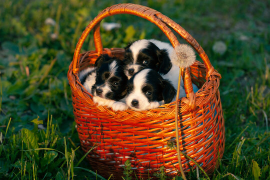 Little papillon puppies sitting in a knitted basket