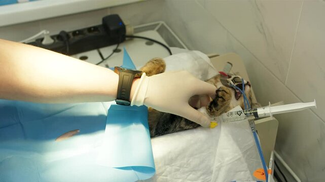 Caucasian veterinarian in gloves administers anesthesia with a syringe to tranquilized cat with attached monitoring devices. Animal sedation and vital tracking while sterilization operation in clinic