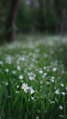 Fototapeta premium Close-up of delicate white wildflowers blooming in green grass with soft bokeh background. Spring nature scene with fresh vegetation, shallow depth of field and calm outdoor atmosphere.