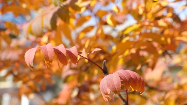 Red Rowan tree, autumn airy nature, the fruits of mountain ash. Soft blurred morning sunlight. Sorbus aucuparia tree closeup on sky background.	