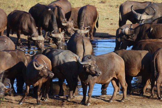 Kaffernb&uuml;ffel / African buffalo / Syncerus caffer