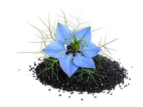 Black cumin seeds with kalojira flower isolated on white background