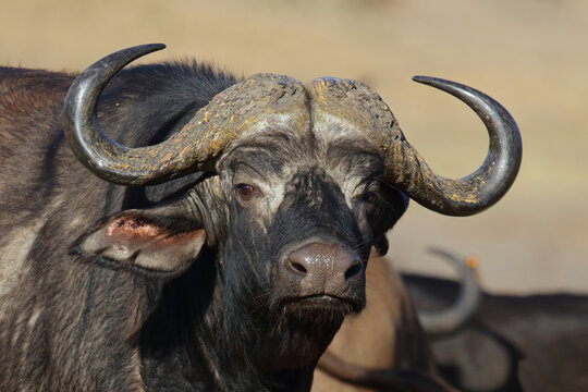 Kaffernb&uuml;ffel / African buffalo / Syncerus caffer