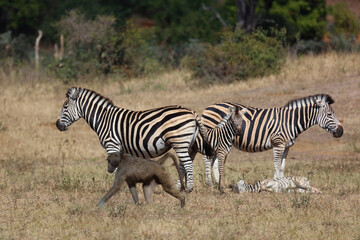 Obraz premium Steppenzebra und Bärenpavian / Burchell's zebra and Chacma baboon / Equus quagga burchellii et Papio ursinus