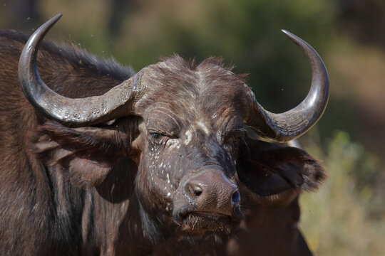 Kaffernb&uuml;ffel / African buffalo / Syncerus caffer