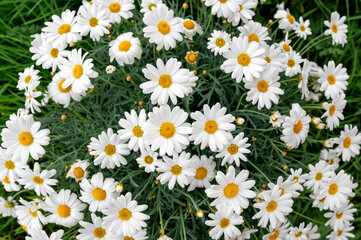 Fototapeta premium Dense cluster of white daisies in garden, blooming flowers forming natural background, botanical texture, springtime nature, fresh bloom.