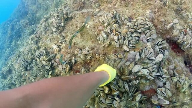 Hand picking wild mussels in underwater. Mussels in their natural habitat, mussels on rocks sea undersea, group of common mussels together underwater, Mediterranean sea wild mussel on rocks, seafood.