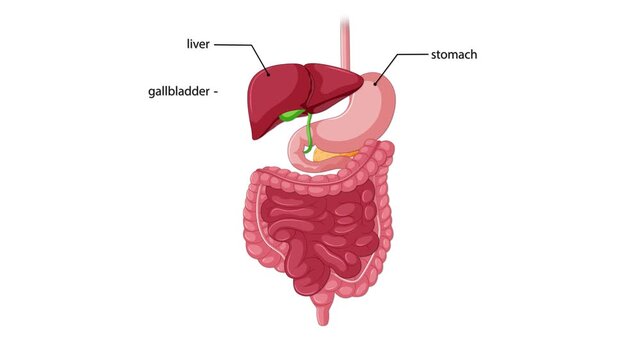 Animated human digestive system labeling organs like stomach liver gallbladder pancreas and intestines.