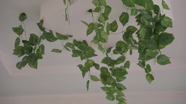 Hanging green vine under ceiling, serene indoor foliage draping from planter, cascading leaves create soft patterns against white ceiling, gentle movement suggests quiet breeze, closeup textures show