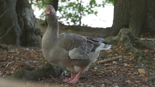 a duck ruffles its feathers