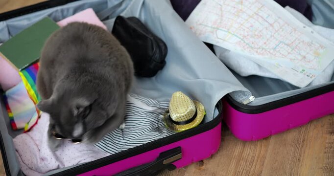 Cat examines suitcase. Feline investigates colorful travel bag. Curious cat searches through vibrant luggage contents. Playful feline explores open pink suitcase amidst packing disorder and sunlight