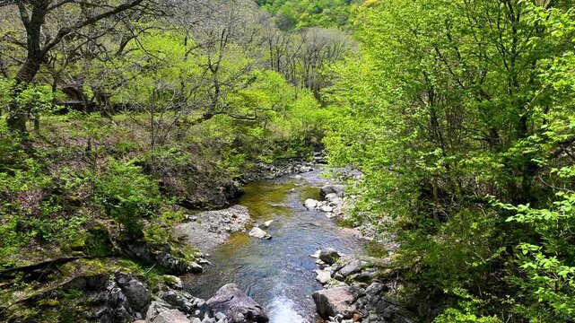 福知渓谷の福知川のせせらぎ(no sound)