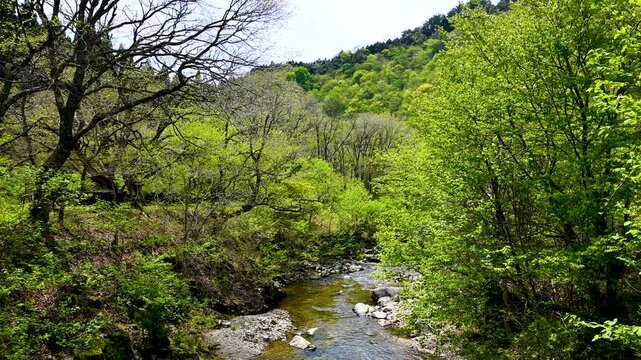 福知渓谷の福知川のせせらぎ(no sound)