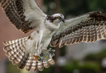Naklejka premium Osprey fishing in south Florida 