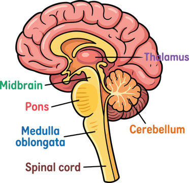 Anatomical illustration of the human brain, highlighting key structures like the cerebellum and medulla oblongata