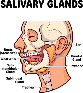 Oral Anatomy Diagrams Showing Human Mouth and Salivary Glands