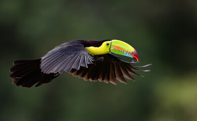 Naklejka premium A toucan in Costa Rica