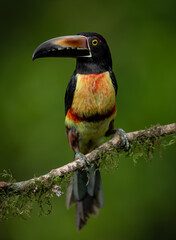 Naklejka premium A toucan in Costa Rica