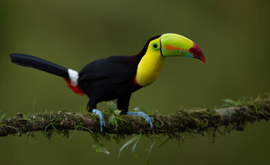 Naklejka premium A toucan in Costa Rica