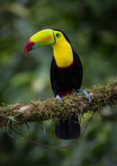 Naklejka premium A toucan in Costa Rica