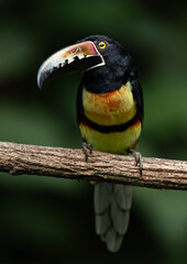 Obraz premium A toucan in Costa Rica 