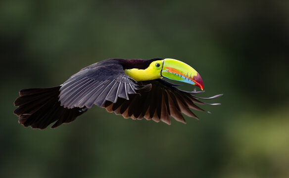A toucan in Costa Rica