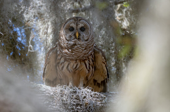 A barred owl in a forest