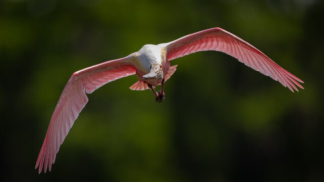 A roseate spoonbill in Florida 