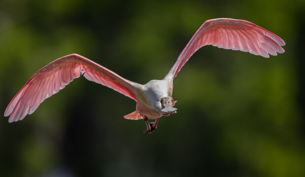 A roseate spoonbill in Florida 