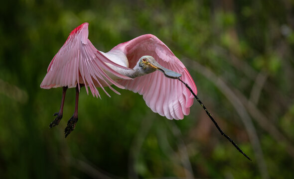 A roseate spoonbill in Florida 