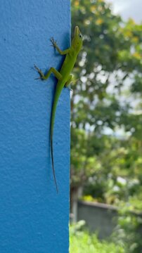 Vertical 4K cinematic close-up of a small caribbean green lizard anoli climbing a vibrant blue wall with tropical tree, background