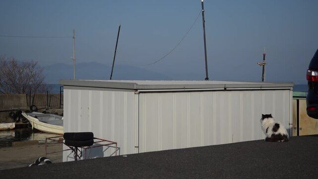 琵琶湖を望む漁港でくつろぐ猫 （滋賀県, 2026年1月）