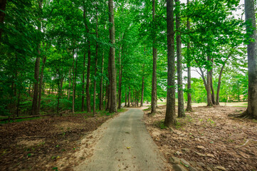 Fototapeta premium The trail never rushes—just flows, The Château Élan Golf Club, Braselton, Georgia, United States of America