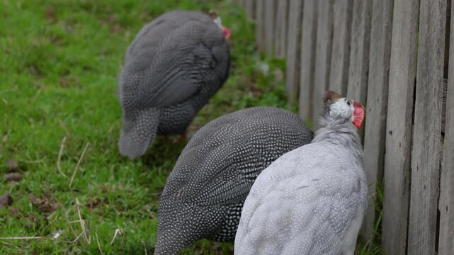 Three guinea fowls gather near wooden fence on green grass during daytime.