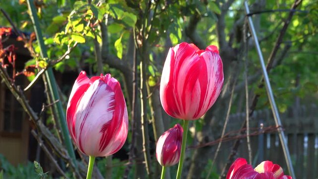 Tulpen (Tulpa spec.) im Garten, Nordrhein-Westfalen, Deutschland