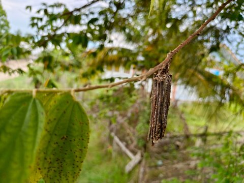 Wild bagworm moth pupa (Psychidae) hanging from a thin tree branch. Outdoor nature shot of a caterpillar cocoon case surrounded by green leaves and blurry background