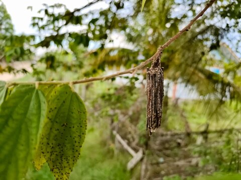 Close up of bagworm moth cocoon (Psychidae) hanging on a twig next to green leaves. Textured case moth caterpillar pupa in a natural outdoor habitat with bokeh background