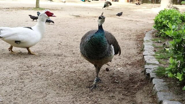 Peahen walking on park path toward camera. Female peafowl bird in outdoor garden setting with natural behavior, green surroundings and wildlife concept.