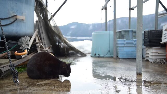 雪の残る日向東港を歩く黒猫 （福井県三方郡美浜町, 2026年2月）