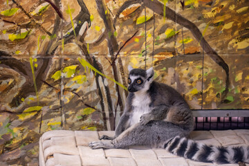 Fototapeta premium Lemur sits on a cot in a zoo during daylight hours while a painted background shows trees and leaves