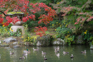 Fototapeta premium 紅葉